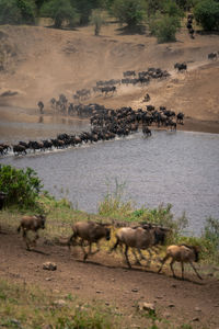 Horses grazing on field