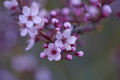 Close-up of pink cherry blossom