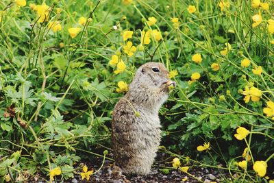 Close-up of a gopher on field