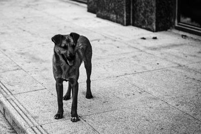 Portrait of dog on footpath