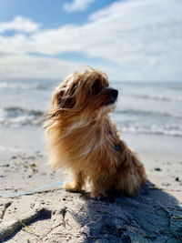 Dog looking away on beach