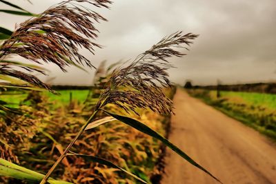 Close-up of wheat field against sky