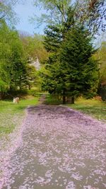 Footpath amidst trees