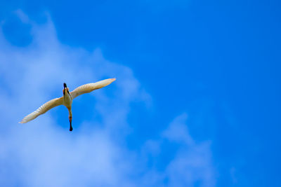 Low angle view of spoonbill flying against blue sky on sunny day