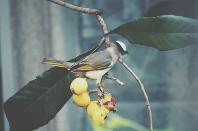 Close-up of bird perching on a branch