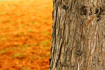 Close-up of tree trunk