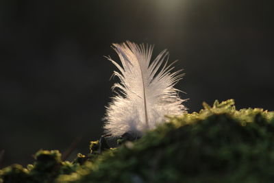 Close-up of feather on plant