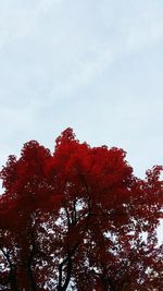 Low angle view of trees against sky