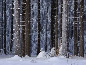 Snow covered trees in forest