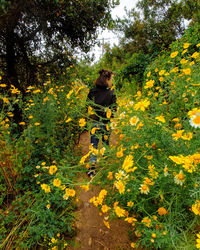 View of yellow flowering plants in sunlight