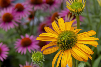 Close-up of purple flowering plants in park