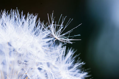 Close-up of dandelion