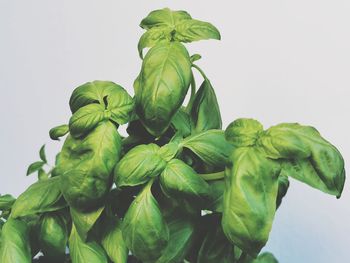 Close-up of fresh green leaves against white background