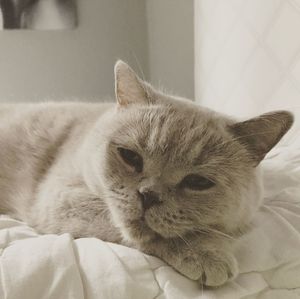 Close-up of cat relaxing on bed