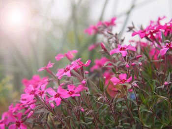 Close-up of pink flowering plants