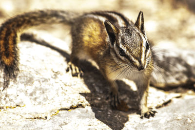 Close-up of squirrel eating outdoors