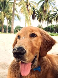 Close-up of dog with palm trees