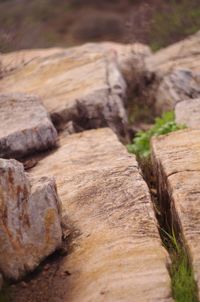 Close-up of log