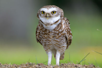 Owl in countryside 