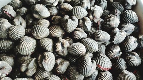 Full frame shot of shells