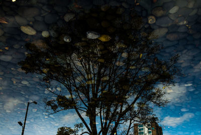 Low angle view of silhouette tree against sky