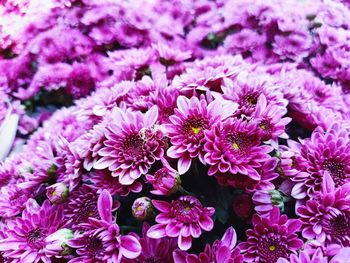 Chrysanthemum flowers