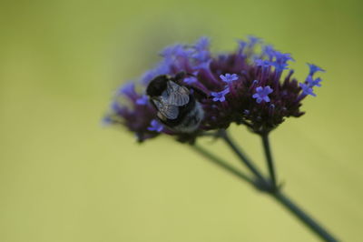 Close-up of purple flower