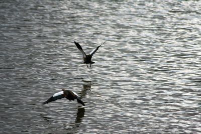 Seagull flying over lake