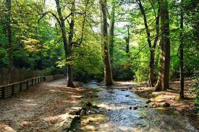 Stream flowing amidst trees in forest