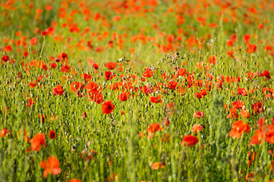 Red poppies in field