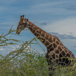 View of lizard on tree against sky