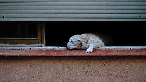 Dog sleeping on window