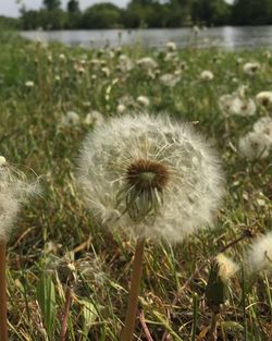 Close-up of dandelion on field