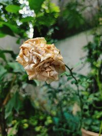 Close-up of wilted rose