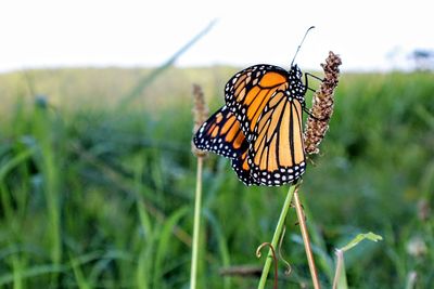 Close-up of butterfly pollinating flower