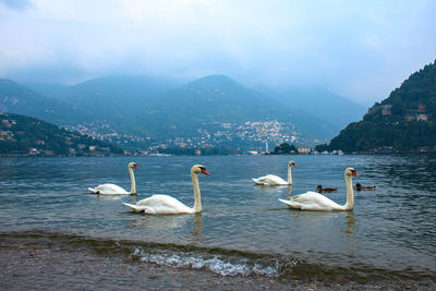 Swans swimming in lake against mountain range