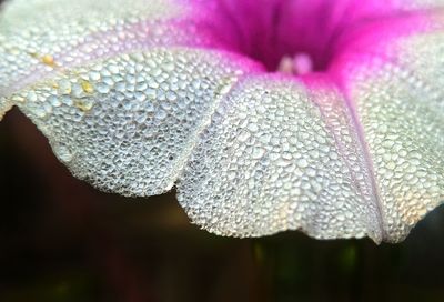 Close-up of flower