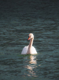 Swan swimming in lake