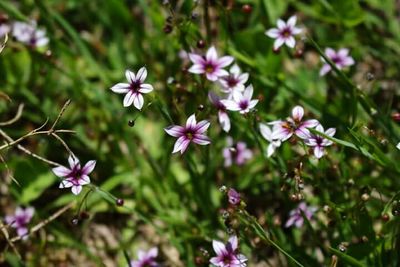 Close-up of flowers blooming outdoors