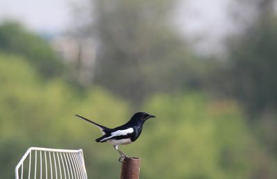 Close-up of bird perching outdoors