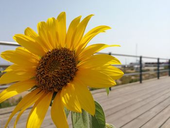 Close-up of sunflower