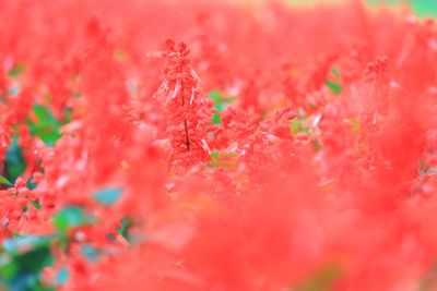 Close-up of red flower