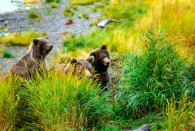 Bear on grassland