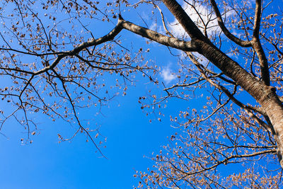 Low angle view of bare tree against blue sky