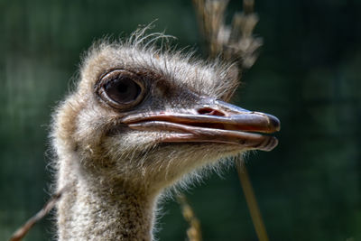 ostrich