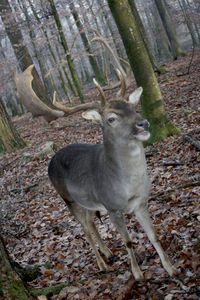 Deer standing in a forest