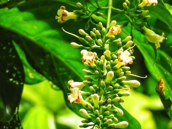 Close-up of flowering plant