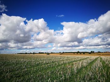 Scenic view of agricultural field against sky