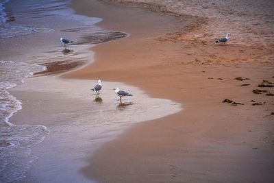 High angle view of dog on beach