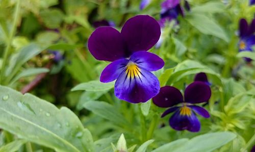 Close-up of purple flowers blooming in park